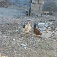 مرغ گلین ریشی