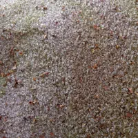 نمک ویژه دام
