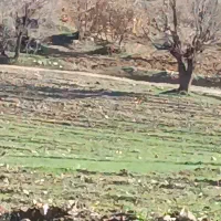 حدود چهل کیلو جو لری تمیز