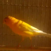 تعدادی قناری|پرنده|مرودشت, ابوذر جنوبی|دیوار