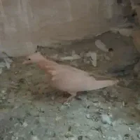 کفتر|پرنده|تربت جام, میان جام|دیوار