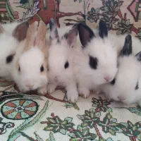 خرگوش کوچولو|موش و خرگوش|وحیدیه, |دیوار