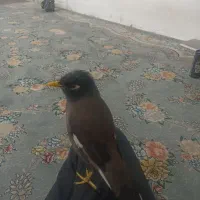 مینا سخنگو دستی|پرنده|خمینی‌شهر, |دیوار