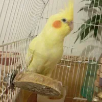 دو عدد عدوس هلندی زیبا و سرحال