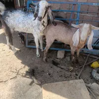 دوتا کره چبش تخمی و پرواری