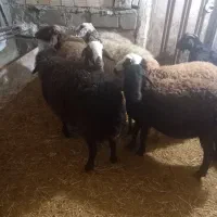 48 عدد گوسفند