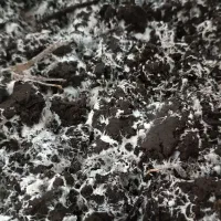 خاک و کود رایگان