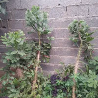 گل و گیاه|گل و گیاه طبیعی|رشت, حومه رشت|دیوار