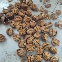 بسته بندی گردو