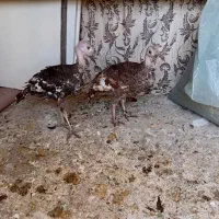 بوقلمون