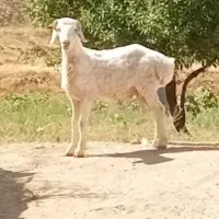فروش انواع گوسفند فوری