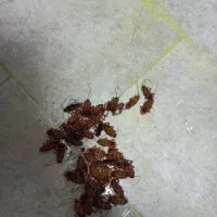 ریشه کنی تضمینی ساس و کک و کنه با مجوز رسمی|خدمات نظافت|آمل, |دیوار