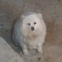 باسلام سگ پشمالو سفید آرام وحرف گوش کن