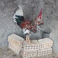 مرغ و خروس گلین