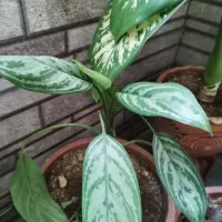 ده تا گل فقط ۵۰۰ دونی ۵۰