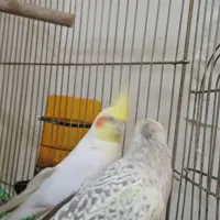یه جفت طوطی عروس هلندی مولد