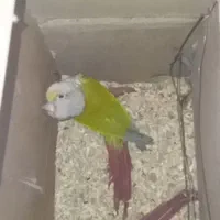 یک جفت گرینچیک مولد|پرنده|میناب, |دیوار