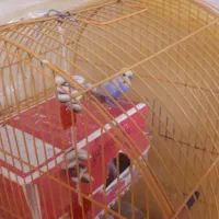 یه جفت مرغ عشق معاوضه با فنچ