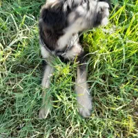 توله اشپیتز تریری پاه کوتاه|سگ|بیله سوار, |دیوار