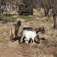 دوتا بز شیرده با بچه