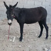 خر گله ای کوه رو|حیوانات مزرعه|مرودشت, استادیوم|دیوار