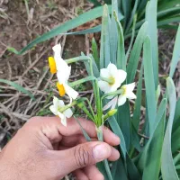 گل نرگس|گل و گیاه طبیعی|خان ببین, |دیوار