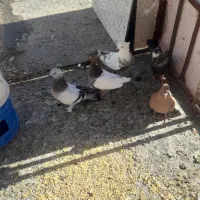 مخمل و سینه رنگی