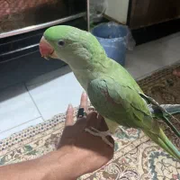 فروش یا تعویض جوجه شاه طوطی شاه تخم دستی