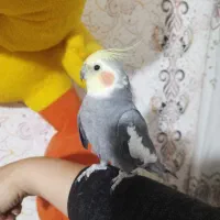 عروس هلندی|پرنده|الوند, |دیوار