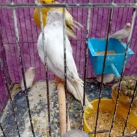 مرغ عشق|پرنده|قم, شهرک فاطمیه|دیوار