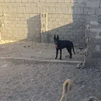 سگ اصیل نگهبانی