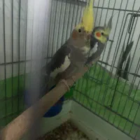 عروس هلندی|پرنده|فردیس, شهرک ناز|دیوار