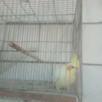 عروس هلندی نر جوان