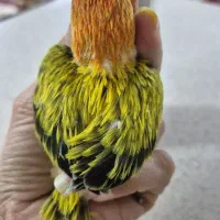 جوجه سرلاکی یووینگ گلد طوطی کوتوله برزیلی