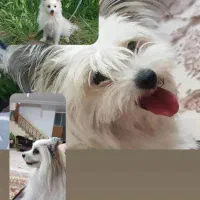 سگ پامر اشپیتز