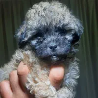 توله سگ های آپارتمانی نژاد پودل