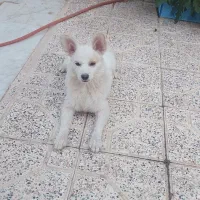 سگ معاوضه با طوطی|سگ|کرمان, |دیوار