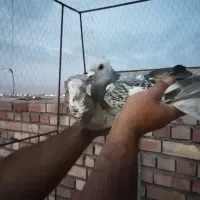 کلاغ بدرنگ کلایی