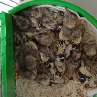 سهره سرلاکی و سهره قناری