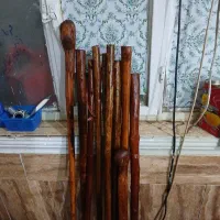 جنگلی درجه۱