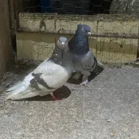 جفت سبز و سوسنی دم سفید