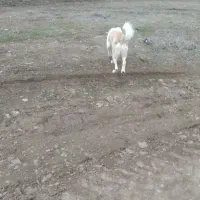 ماده سگ گلیی|سگ|دیلمان, |دیوار