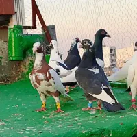 کفتر ابلغ دورگ رنجر