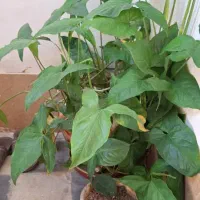 گل  بزرگ با گلدون سرامیکی