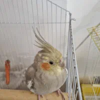 عروس هلندی ماده مناسب جوجه کشی