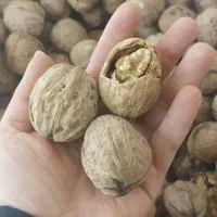 اجیل وخشکبار مرسانا|خوردنی و آشامیدنی|ابریشم, |دیوار