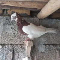 کله و طوقی|پرنده|شیراز, احمدی جنوبی|دیوار