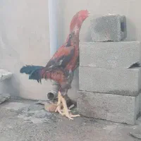 خروس لاری افغان