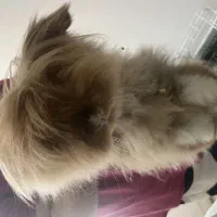خرگوش لوپ نر لانگ هیر 9ماهه