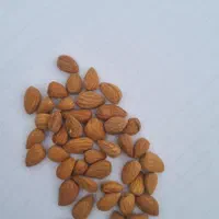 مغز بادام تلخ کوهی روغن گیری|عمده‌فروشی|تهران, شهرک امیرالمومنین|دیوار